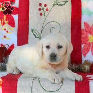 Suzie, Yellow Labrador Retriever Puppy