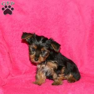 Suzie, Yorkie Puppy