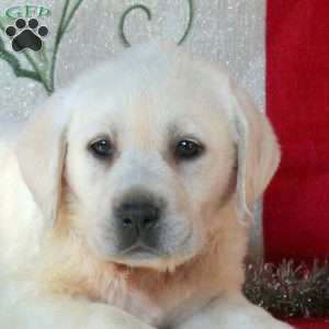 Suzie, Yellow Labrador Retriever Puppy