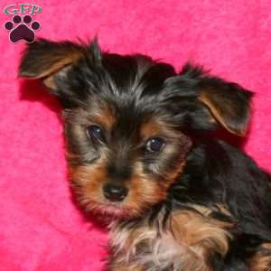 Suzie, Yorkie Puppy