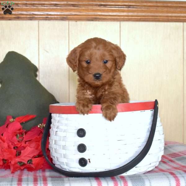Suzy, Mini Goldendoodle Puppy