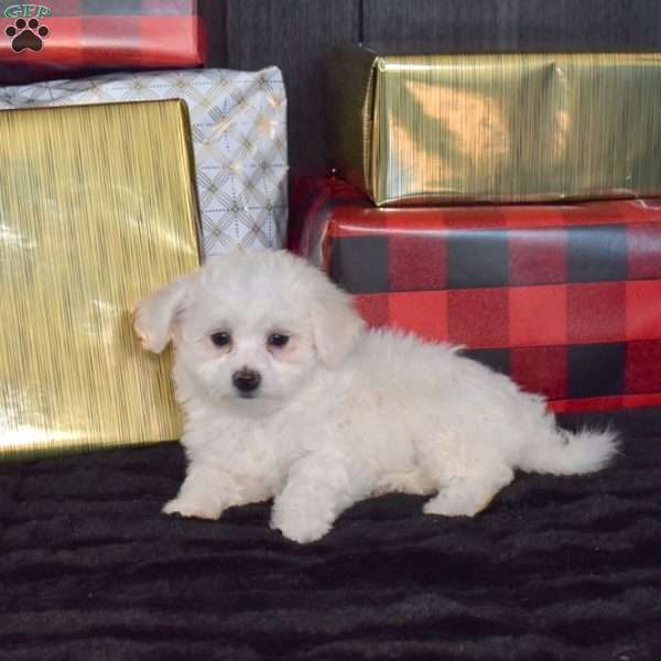 Suzy, Bichon Frise Puppy