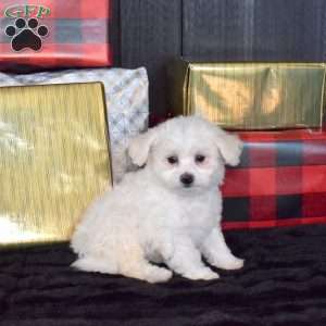 Suzy, Bichon Frise Puppy