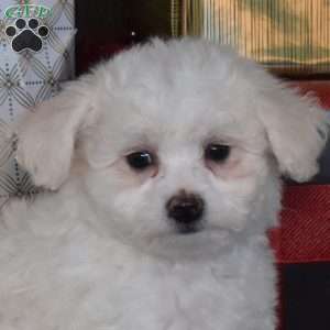 Suzy, Bichon Frise Puppy