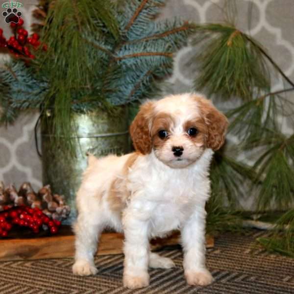 Suzy, Cavapoo Puppy