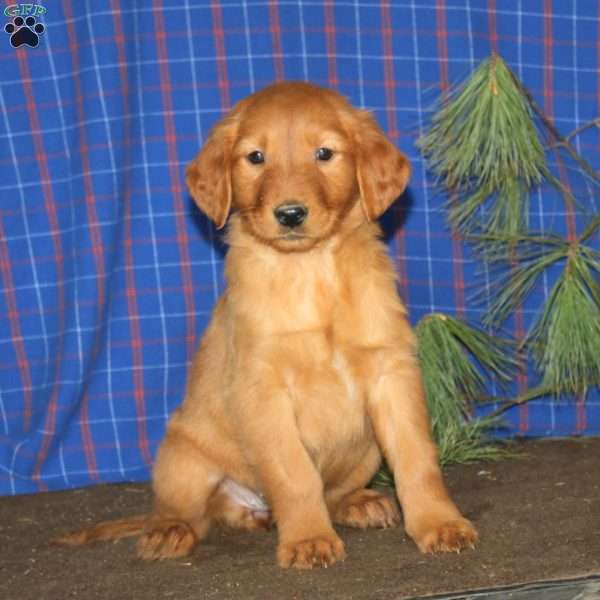 Suzy, Golden Retriever Puppy