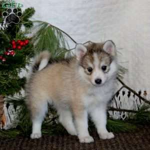 Suzy, Pomeranian Mix Puppy