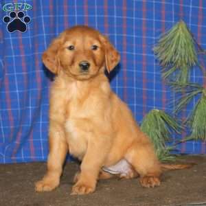 Suzy, Golden Retriever Puppy