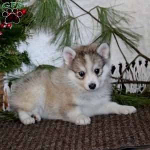 Suzy, Pomeranian Mix Puppy