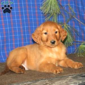 Suzy, Golden Retriever Puppy