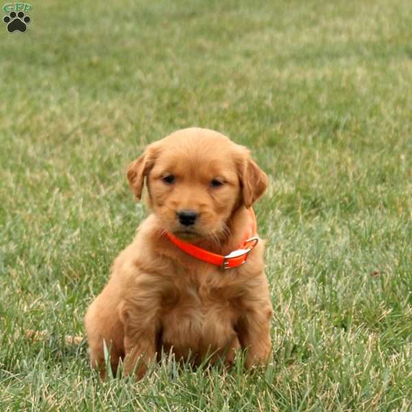 Sweetheart, Golden Retriever Puppy