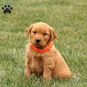 Sweetheart, Golden Retriever Puppy