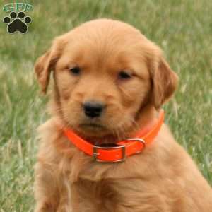Sweetheart, Golden Retriever Puppy