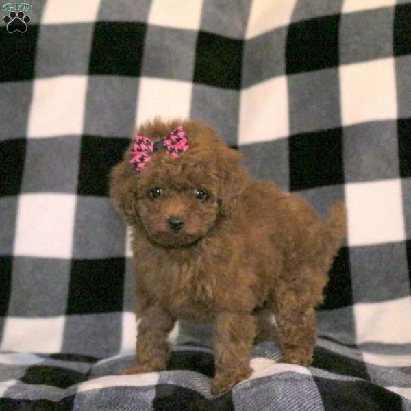 Sweetie, Toy Poodle Puppy
