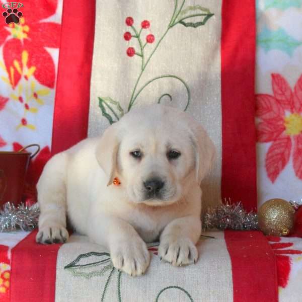 Sweetie, Yellow Labrador Retriever Puppy