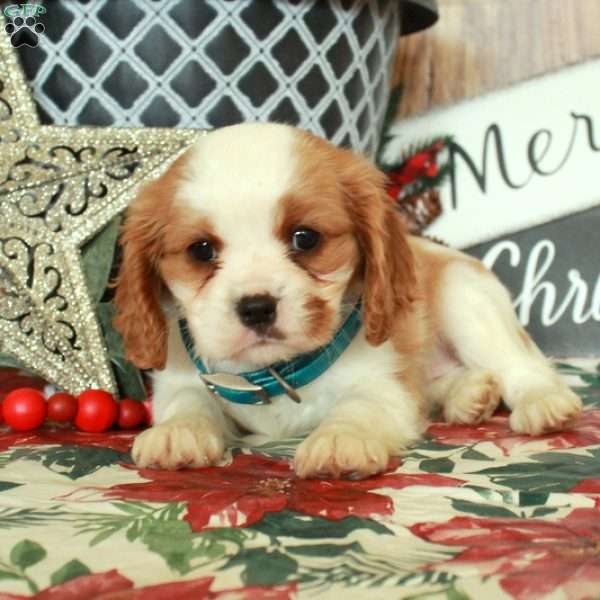 Sweetie, Cavalier King Charles Spaniel Puppy