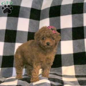 Sweetie, Toy Poodle Puppy