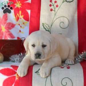 Sweetie, Yellow Labrador Retriever Puppy