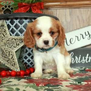 Sweetie, Cavalier King Charles Spaniel Puppy