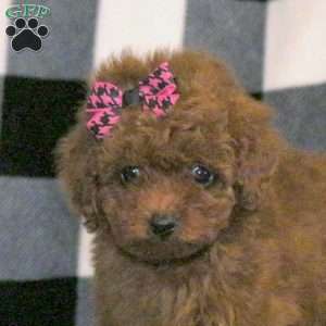 Sweetie, Toy Poodle Puppy