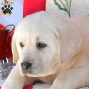 Sweetie, Yellow Labrador Retriever Puppy