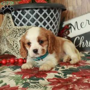 Sweetie, Cavalier King Charles Spaniel Puppy