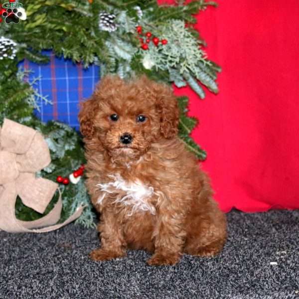 Sweets, Miniature Poodle Puppy
