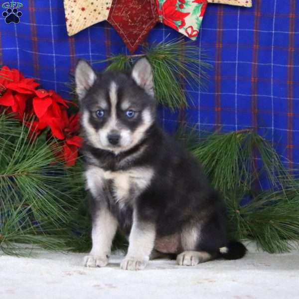 Sweets, Pomsky Puppy