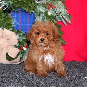 Sweets, Miniature Poodle Puppy