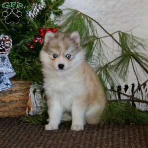 Sweets, Pomeranian Mix Puppy