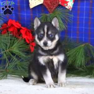 Sweets, Pomsky Puppy
