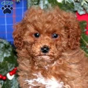 Sweets, Miniature Poodle Puppy