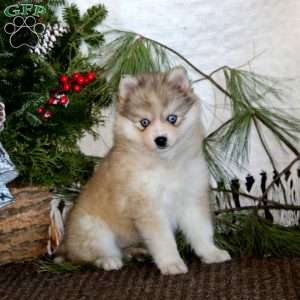 Sweets, Pomeranian Mix Puppy