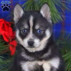 Sweets, Pomsky Puppy