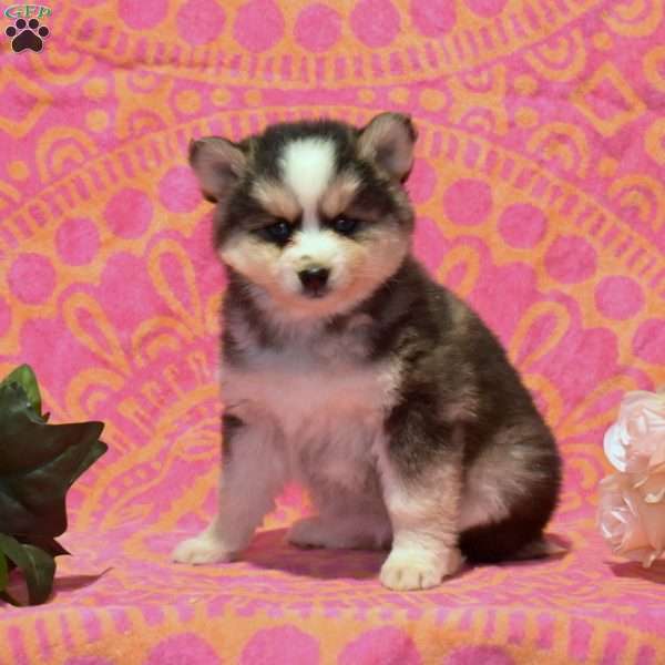 Tamber, Pomsky Puppy