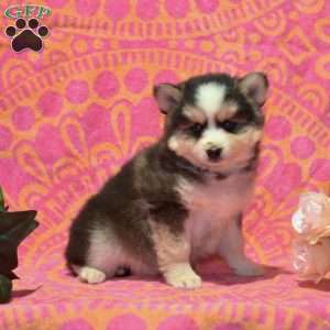 Tamber, Pomsky Puppy