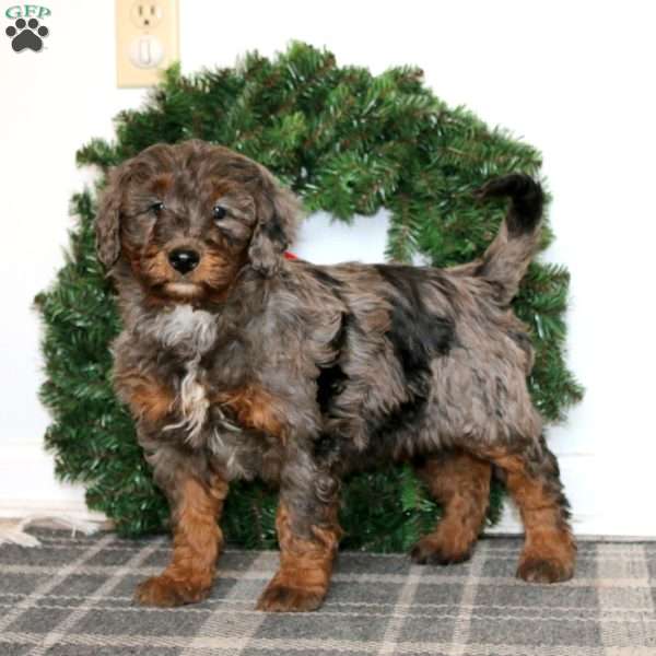 Tammy, Bernedoodle Puppy