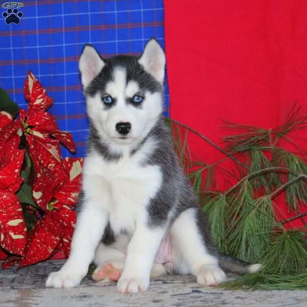 Tammy, Siberian Husky Puppy