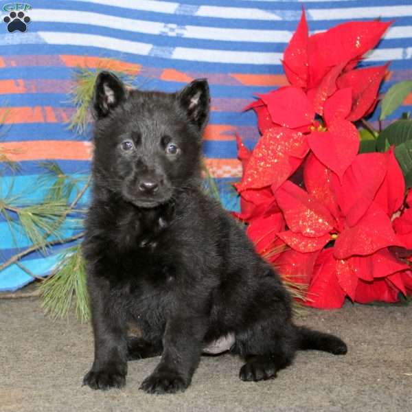 Tammy, German Shepherd Puppy