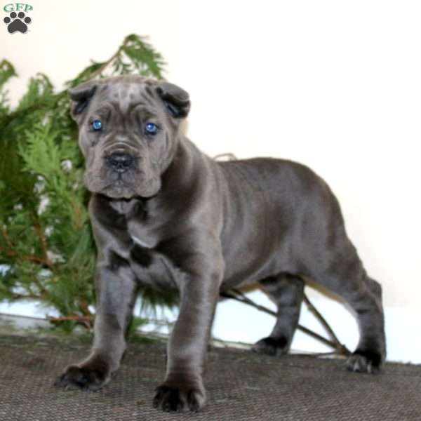 Tammy, Cane Corso Puppy