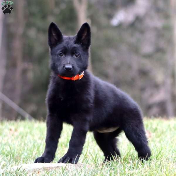 Tammy, German Shepherd Puppy