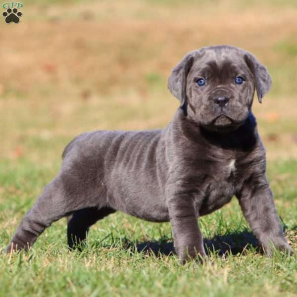 Tammy, Cane Corso Puppy