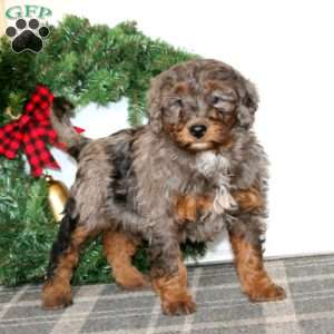 Tammy, Bernedoodle Puppy