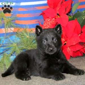 Tammy, German Shepherd Puppy