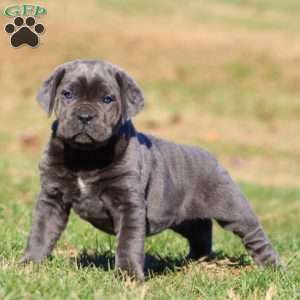 Tammy, Cane Corso Puppy