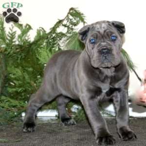 Tammy, Cane Corso Puppy