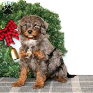 Tammy, Bernedoodle Puppy