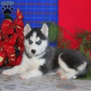 Tammy, Siberian Husky Puppy