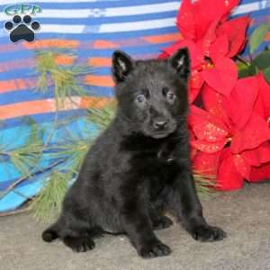 Tammy, German Shepherd Puppy
