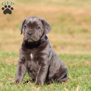 Tammy, Cane Corso Puppy